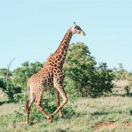 Honeyguide Tented Safari Camps - Mantobeni Manyeleti Doğa Koruma Alanı Dış mekan fotoğraf