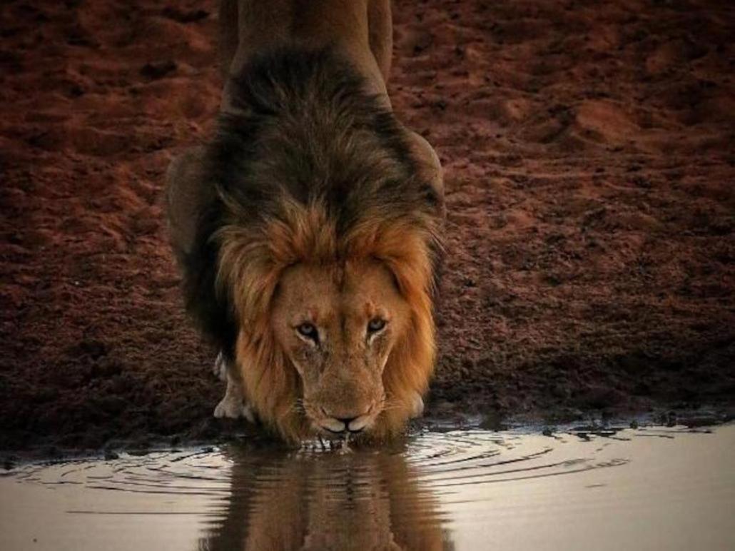 Honeyguide Tented Safari Camps - Mantobeni Manyeleti Doğa Koruma Alanı Dış mekan fotoğraf