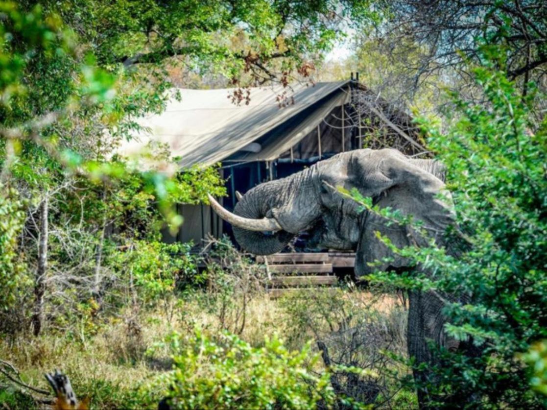 Honeyguide Tented Safari Camps - Mantobeni Manyeleti Doğa Koruma Alanı Dış mekan fotoğraf